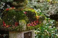 苔と落葉