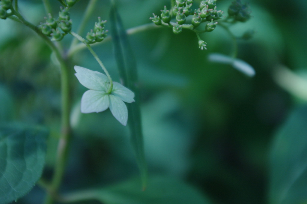 元気のない紫陽花