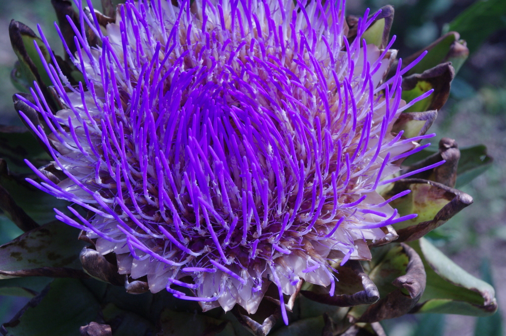 IMGP1594