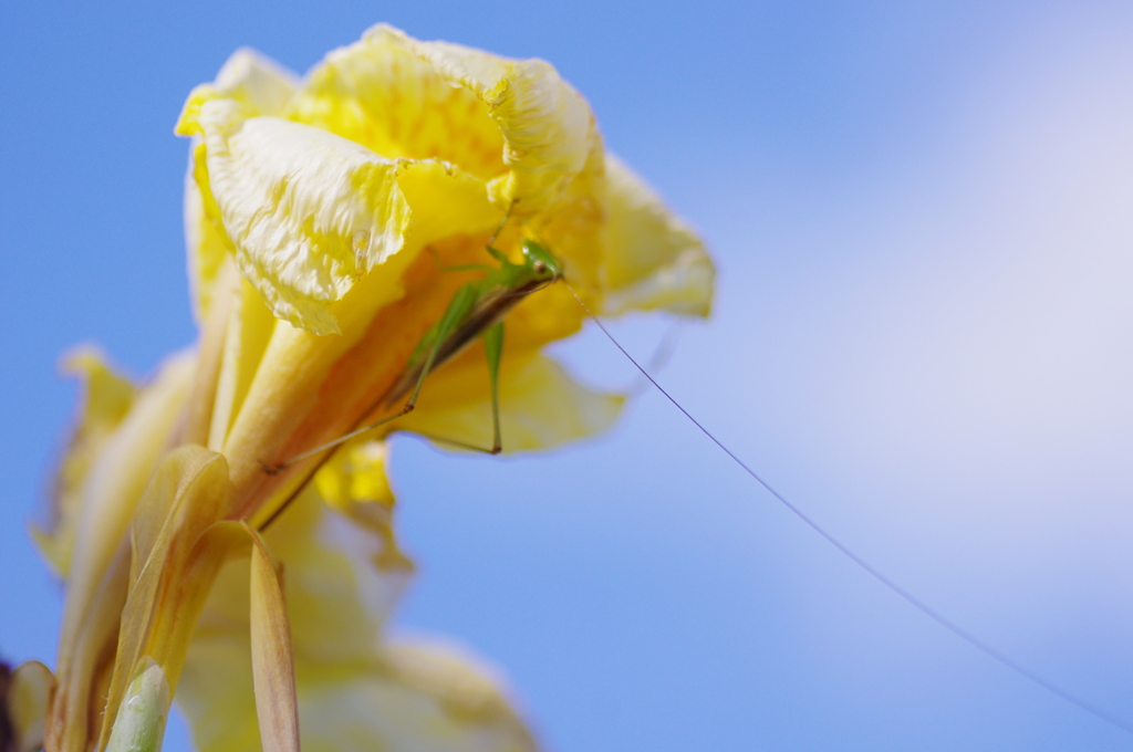 花食べる虫！