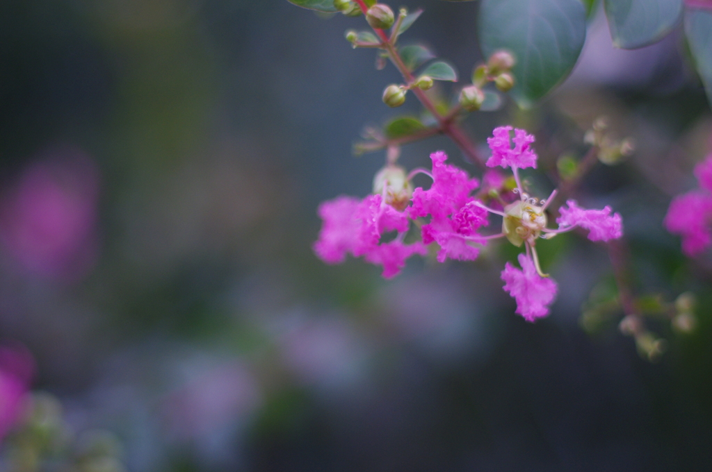 夏によく見る花