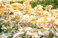 IMGP0672