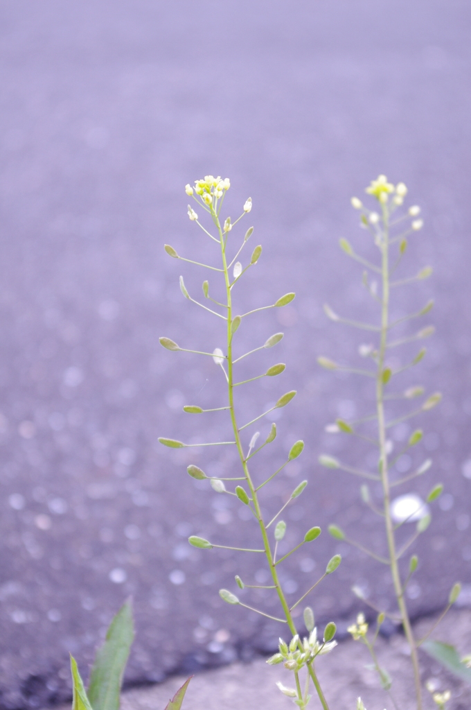 IMGP0487