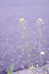 IMGP0487