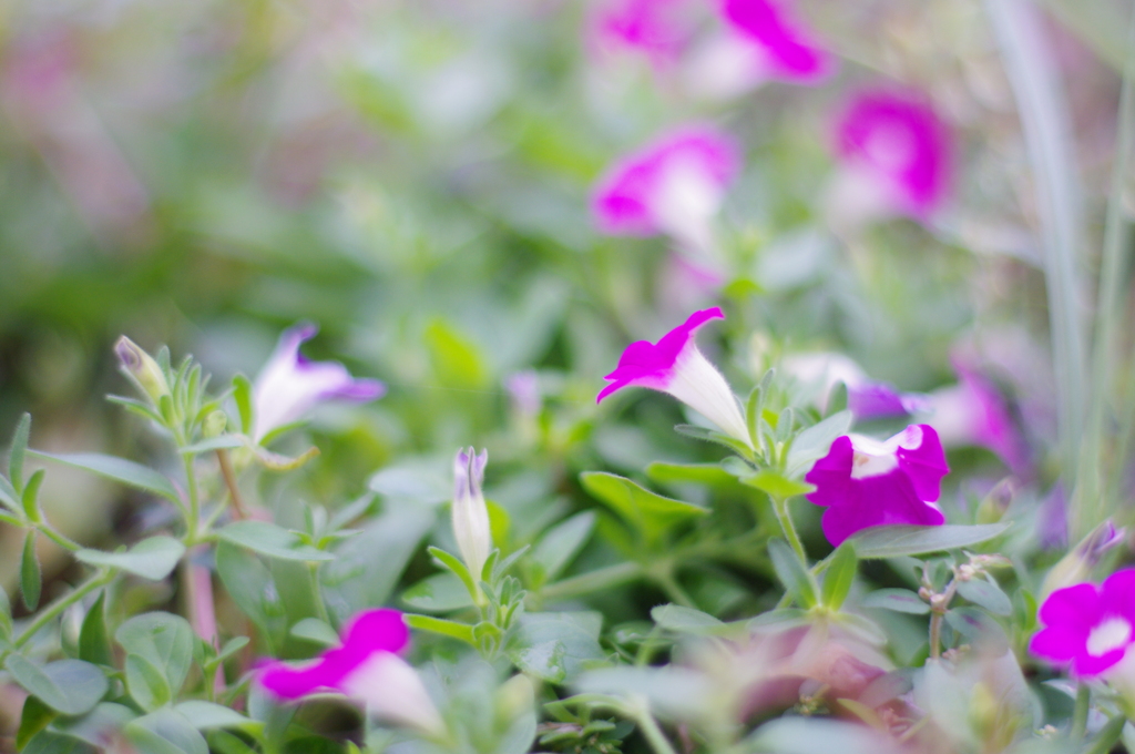 紫の花