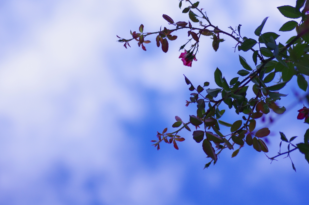 夏の終わりの薔薇