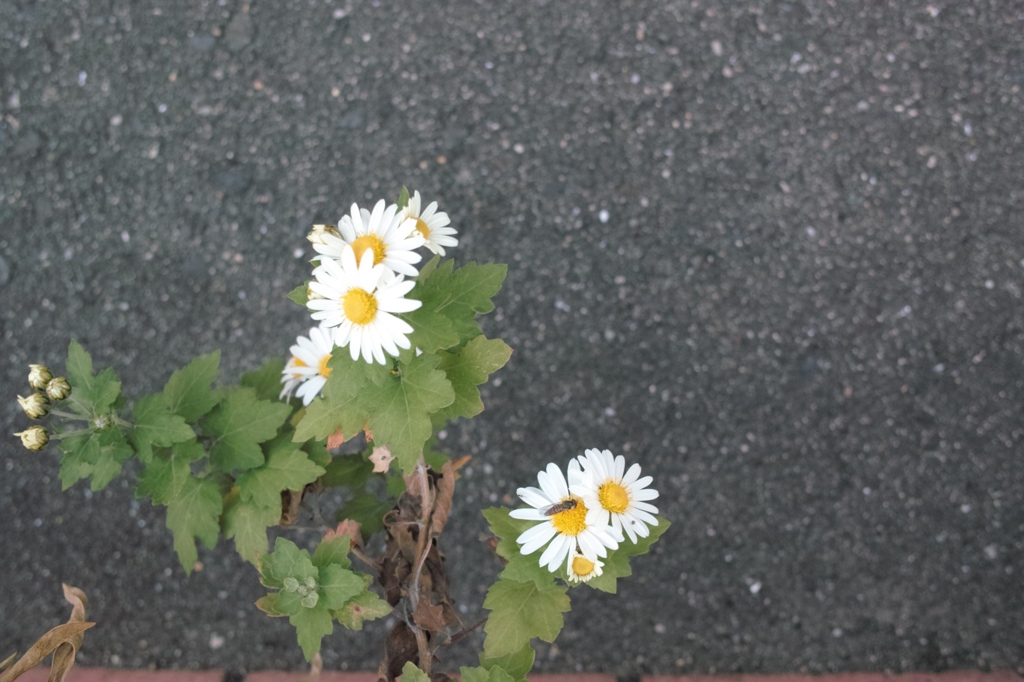 花咲ける孤独