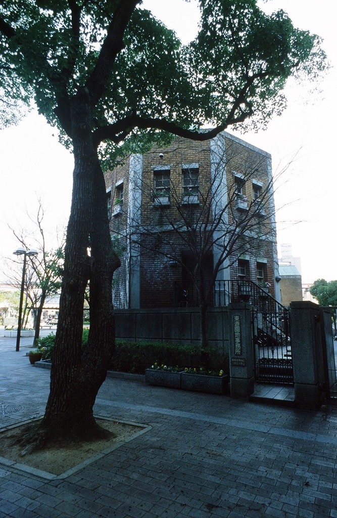 樹と建物