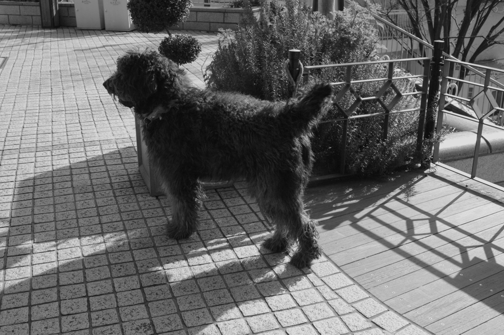 大きくてフワフワだった犬