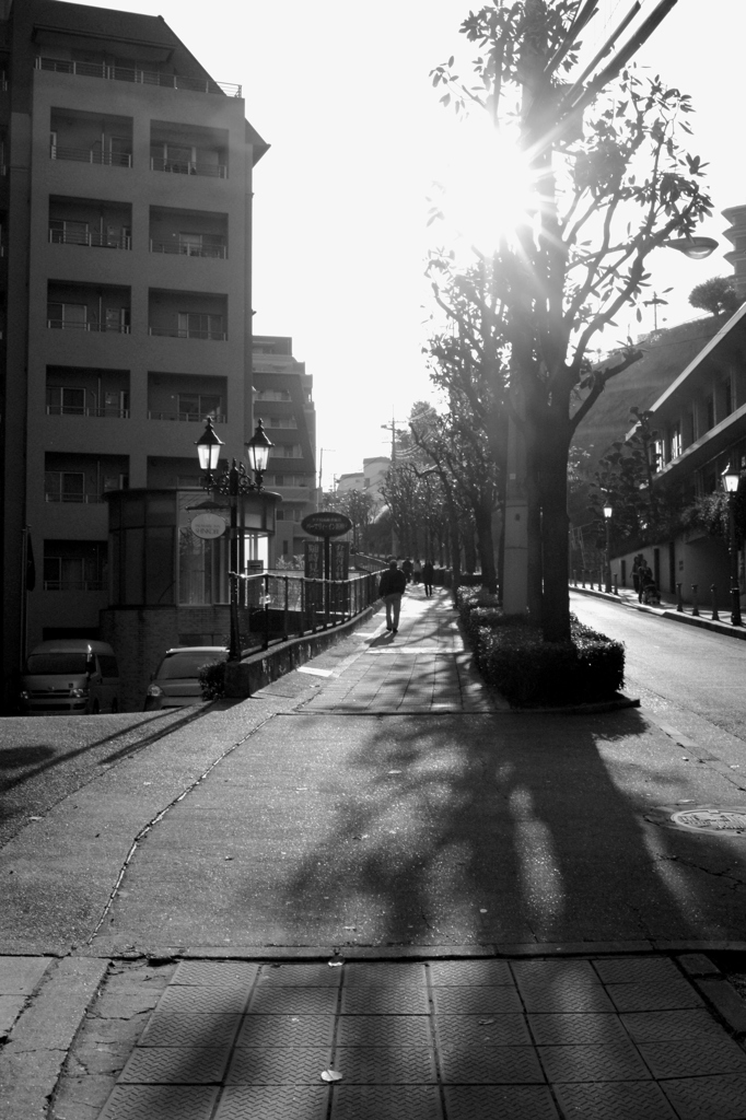 Shadow Tree