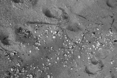 砂浜スターダスト