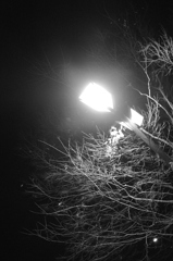 夜の街灯と街路樹