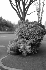  Roadside vegetation