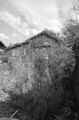 蔦に覆われ土に還る