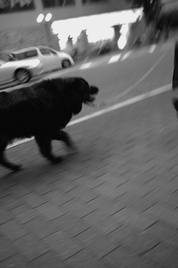 黒い犬