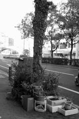街角の植物