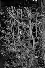 綺麗に切りそろえられた細い枝