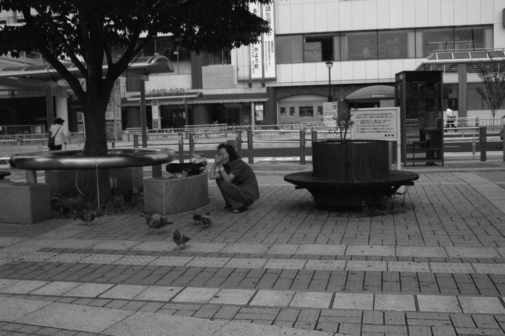 鳩と女