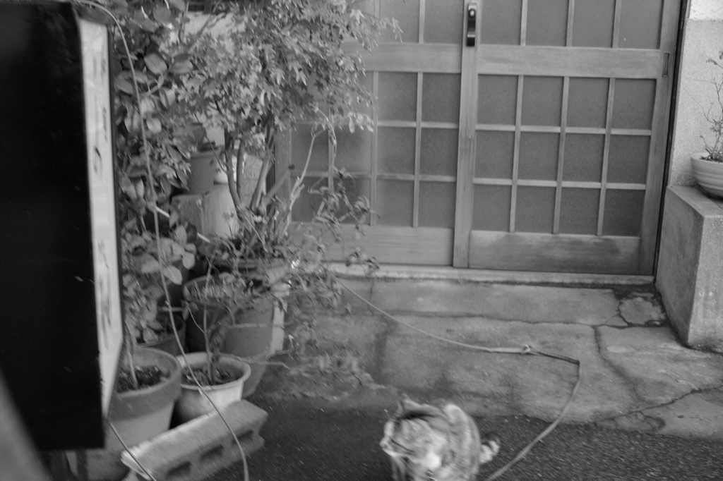 日本の猫