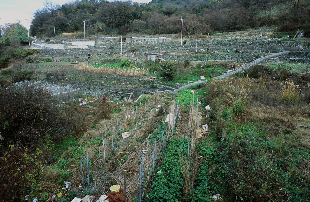 島の畑