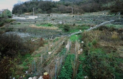 島の畑