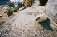 陽だまりのねこ