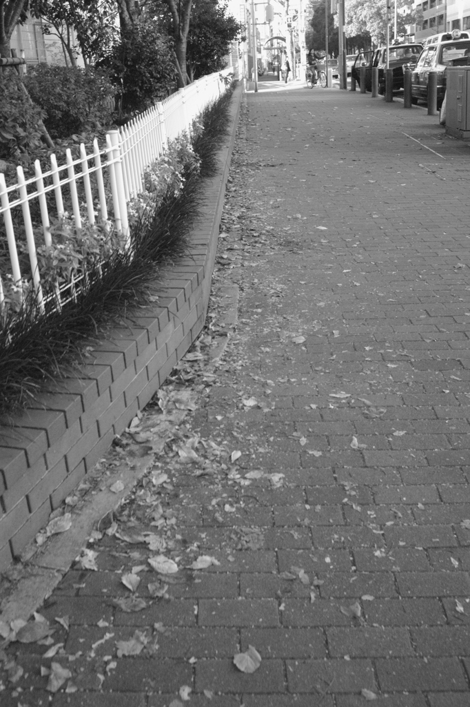 Fallen leaves