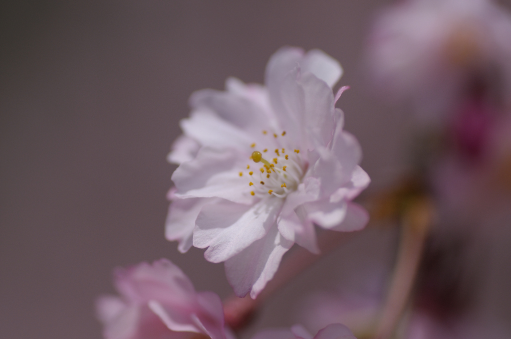 しだれ桜