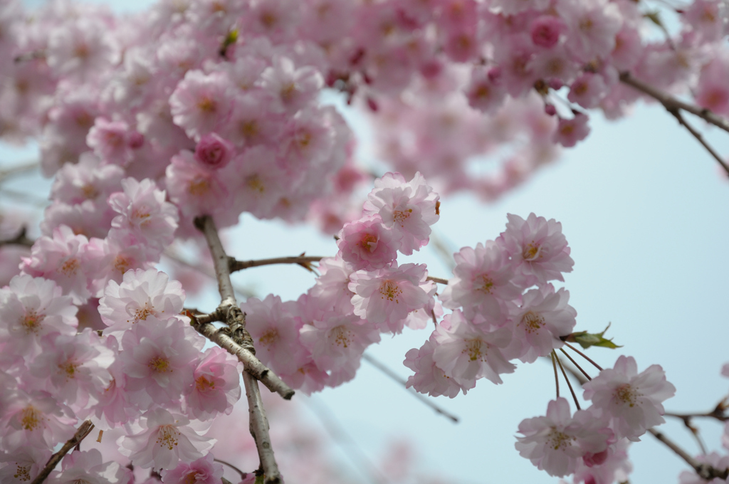 しだれ桜