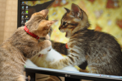 ねこ　おりゃー！