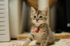 ねこ