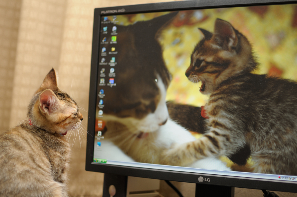 ねこ　誰だ？