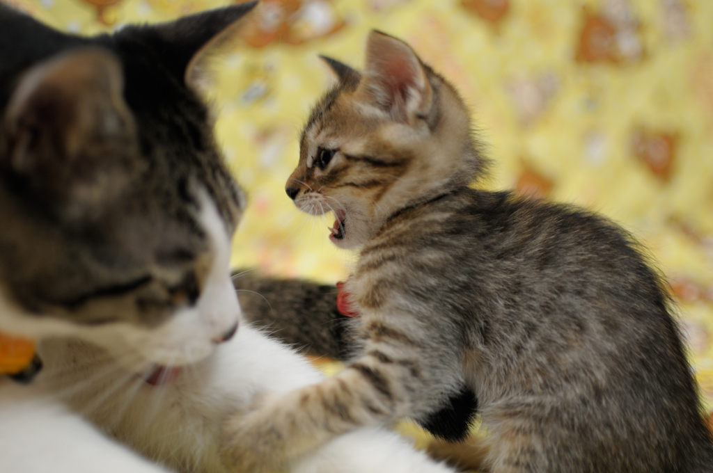 ねこ　いくよ！