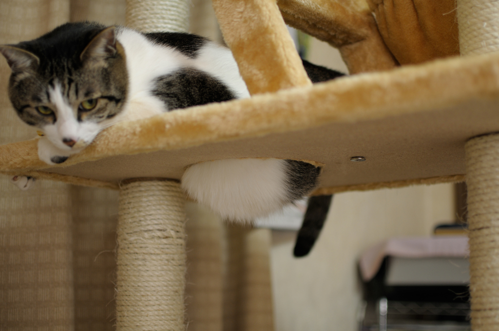 猫　おなかが