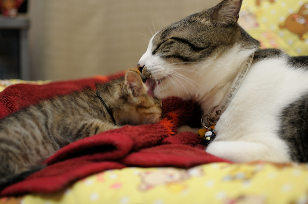 猫　ペロペロ