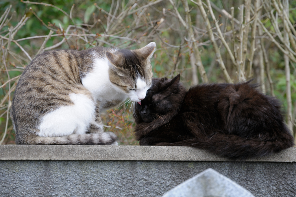 猫