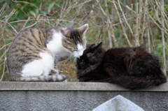 猫
