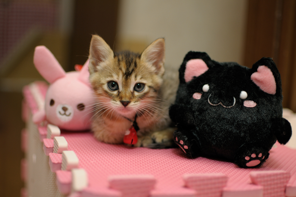 ねこ　おきにいり