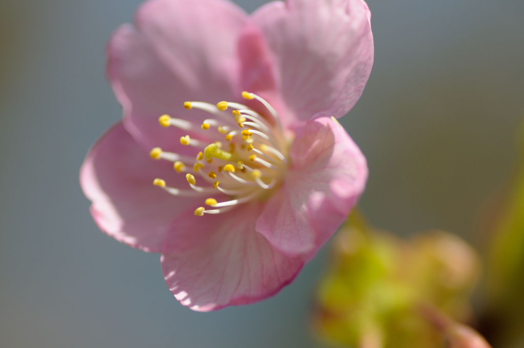河津桜