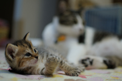 ねこ