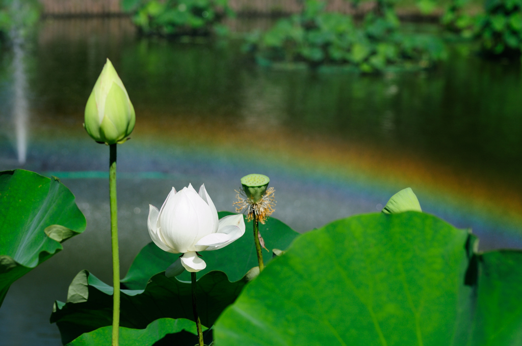 花はす