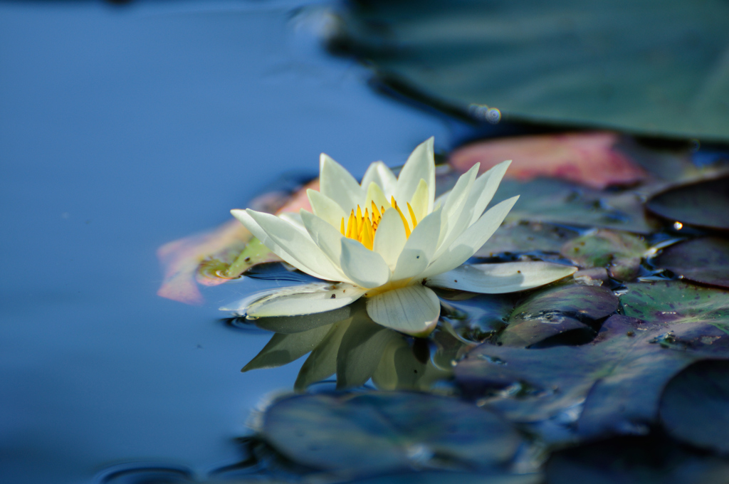 花はす