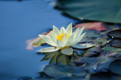 花はす