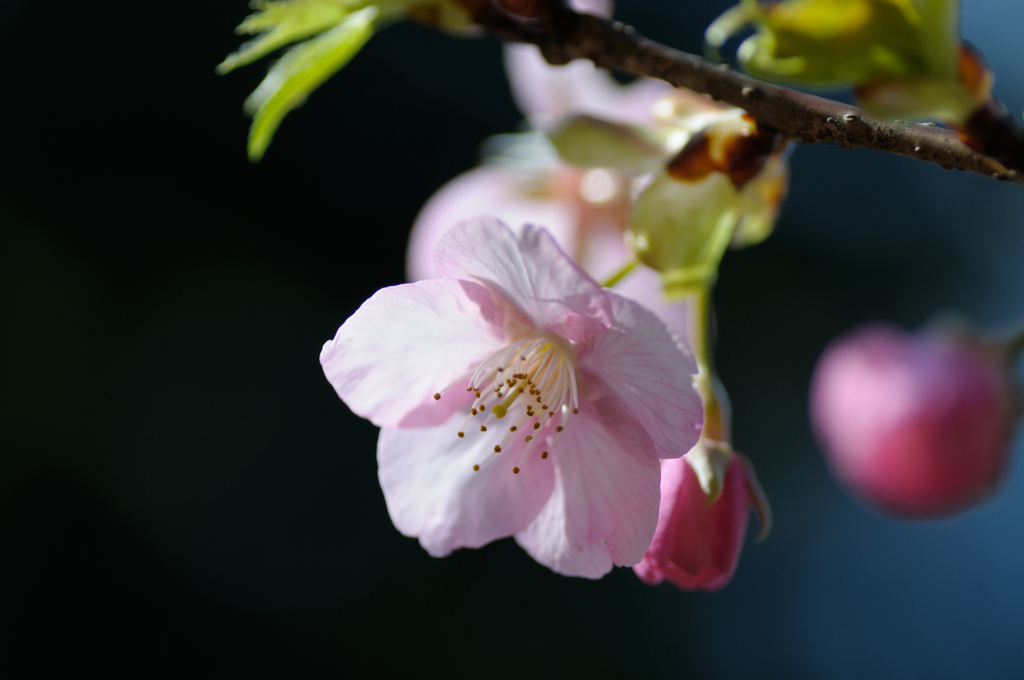 河津桜