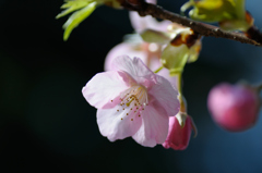 河津桜
