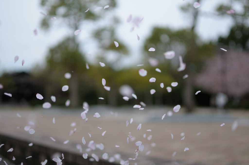 桜吹雪