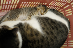 買い物かごに猫