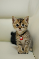 猫