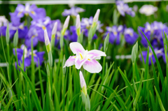 花菖蒲