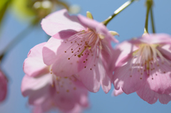 河津桜